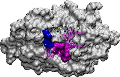 Substrate Specificity of Cysteine Proteases Beyond the S2 Pocket: Mutagenesis and Molecular Dynamics Investigation of Fasciola hepatica Cathepsins L